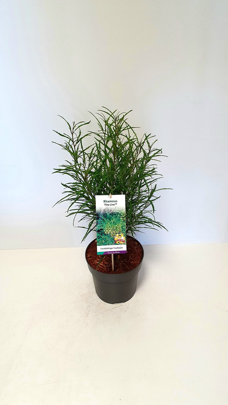 Rhamnus fr. 'Asplenifolia' - C5 60-80 CM